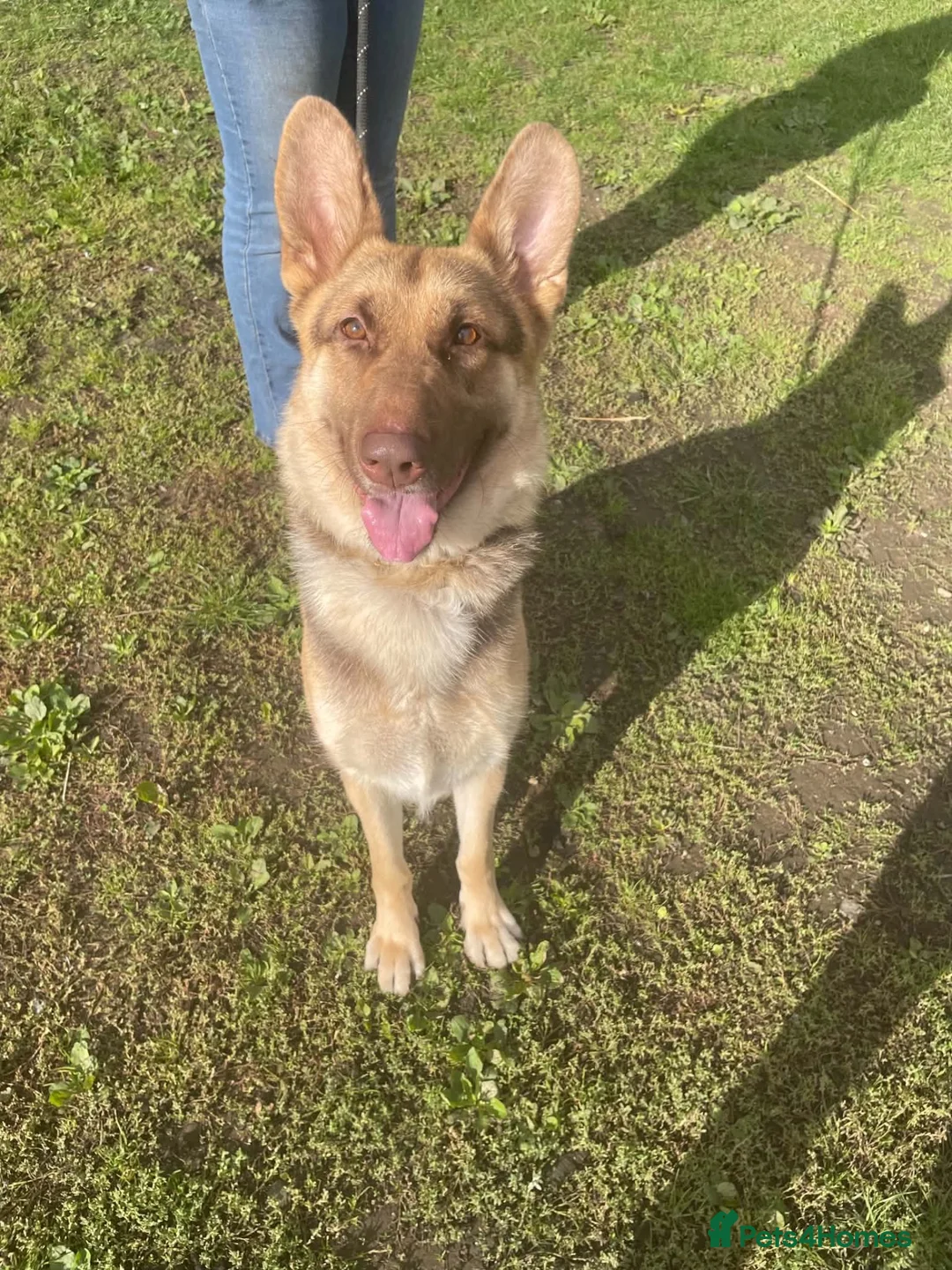 German Shepherd dogs for sale: German shepherd looking for knowledgable home - Advert 1