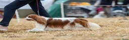Cavalier King Charles Spaniel dogs for sale: Stunning KC Reg Heart, Eye & CM/SM Screened CKCS - Advert 7