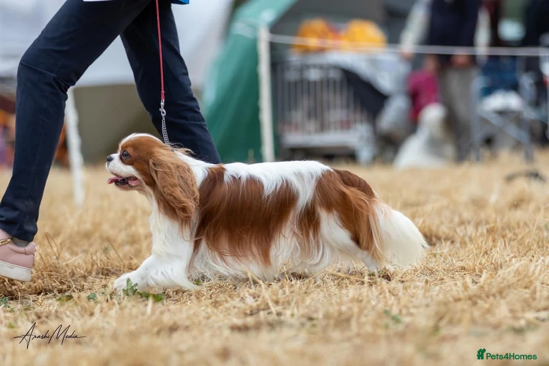 Cavalier King Charles Spaniel dogs for sale: Stunning KC Reg Heart, Eye & CM/SM Screened CKCS - Advert 7
