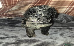 Mixed Breed dogs for sale: Amazing cuddly male pups cockapoo - Image 6