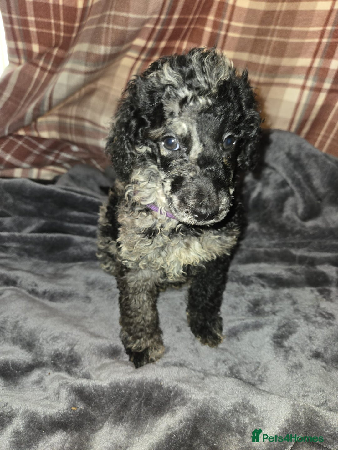 Mixed Breed dogs for sale: Amazing cuddly male pups cockapoo - Image 6