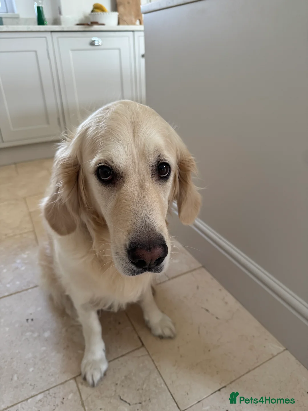 Golden Retriever dogs for sale: Goldern Retrevier Puppy’s  in Rotherham - Advert 2