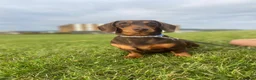 Miniature Dachshund dogs for sale: Beautiful litter of 5 girls - Advert 2