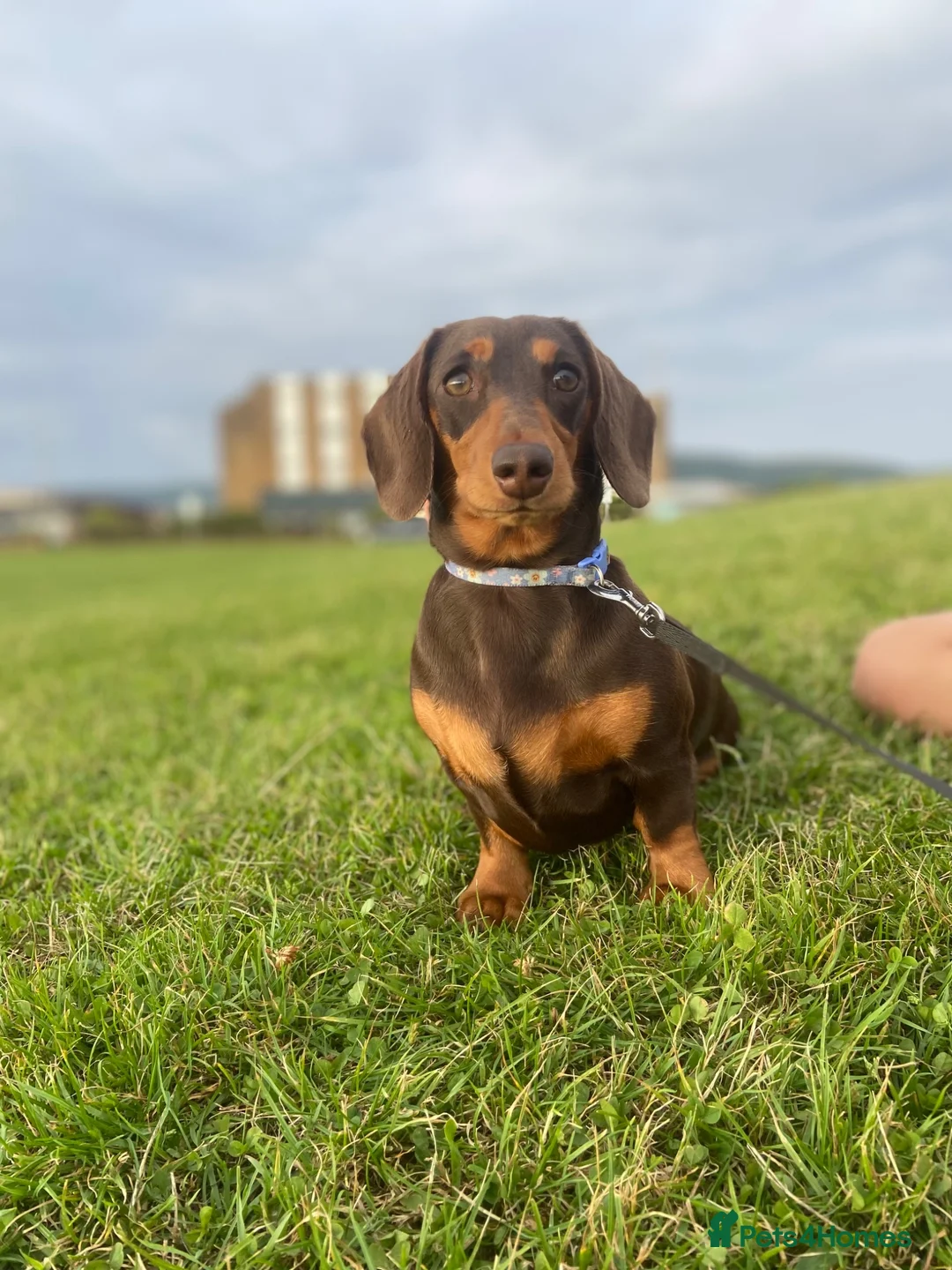 Miniature Dachshund dogs for sale: Beautiful litter of 5 girls - Advert 2