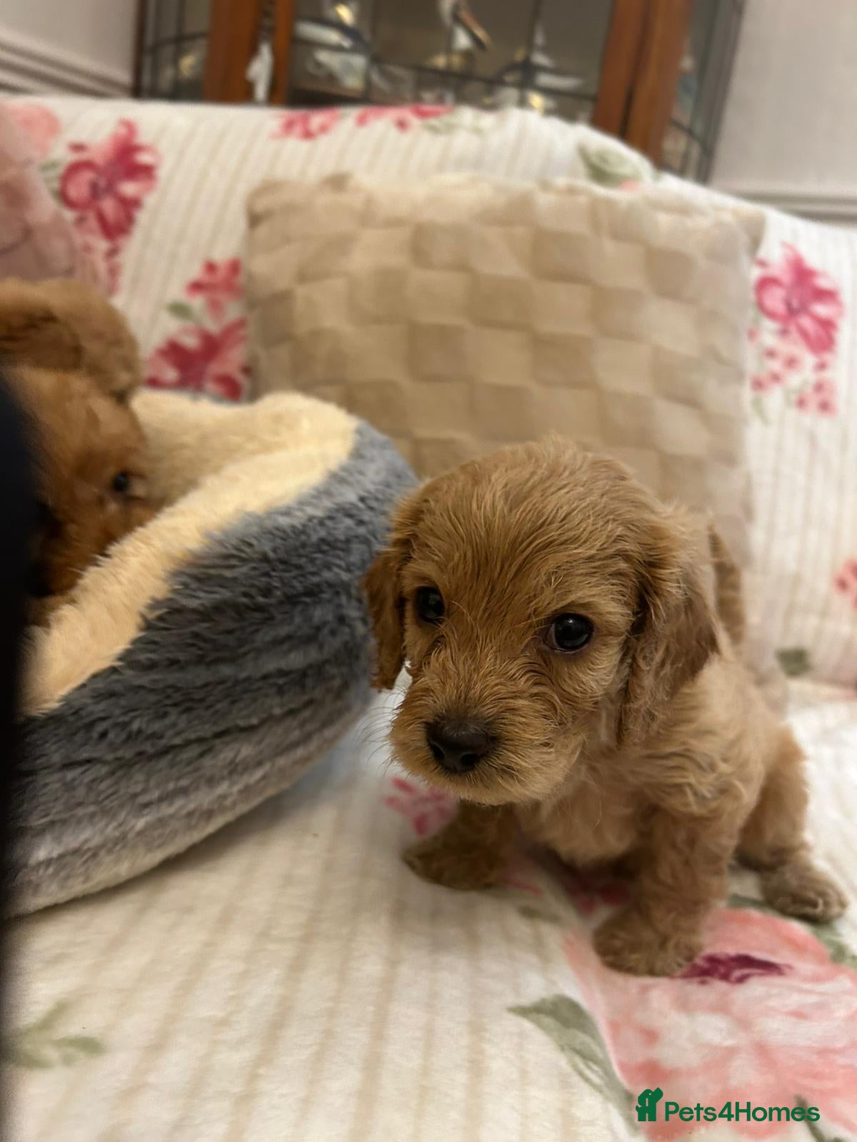 Cockapoo dogs for sale: Adorable cockapoo puppies - Advert 13