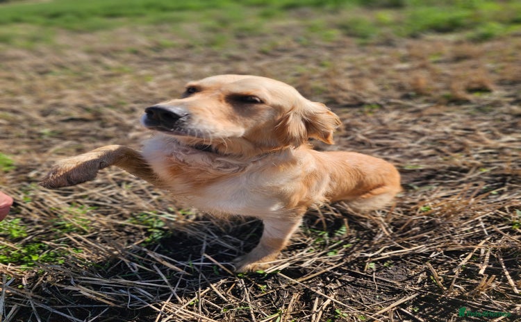 Golden Retriever dogs - Advert 7
