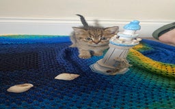 British Shorthair cats for sale: Good morning  - Image 1