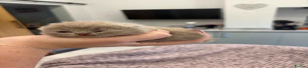 British Shorthair Kitten - golden