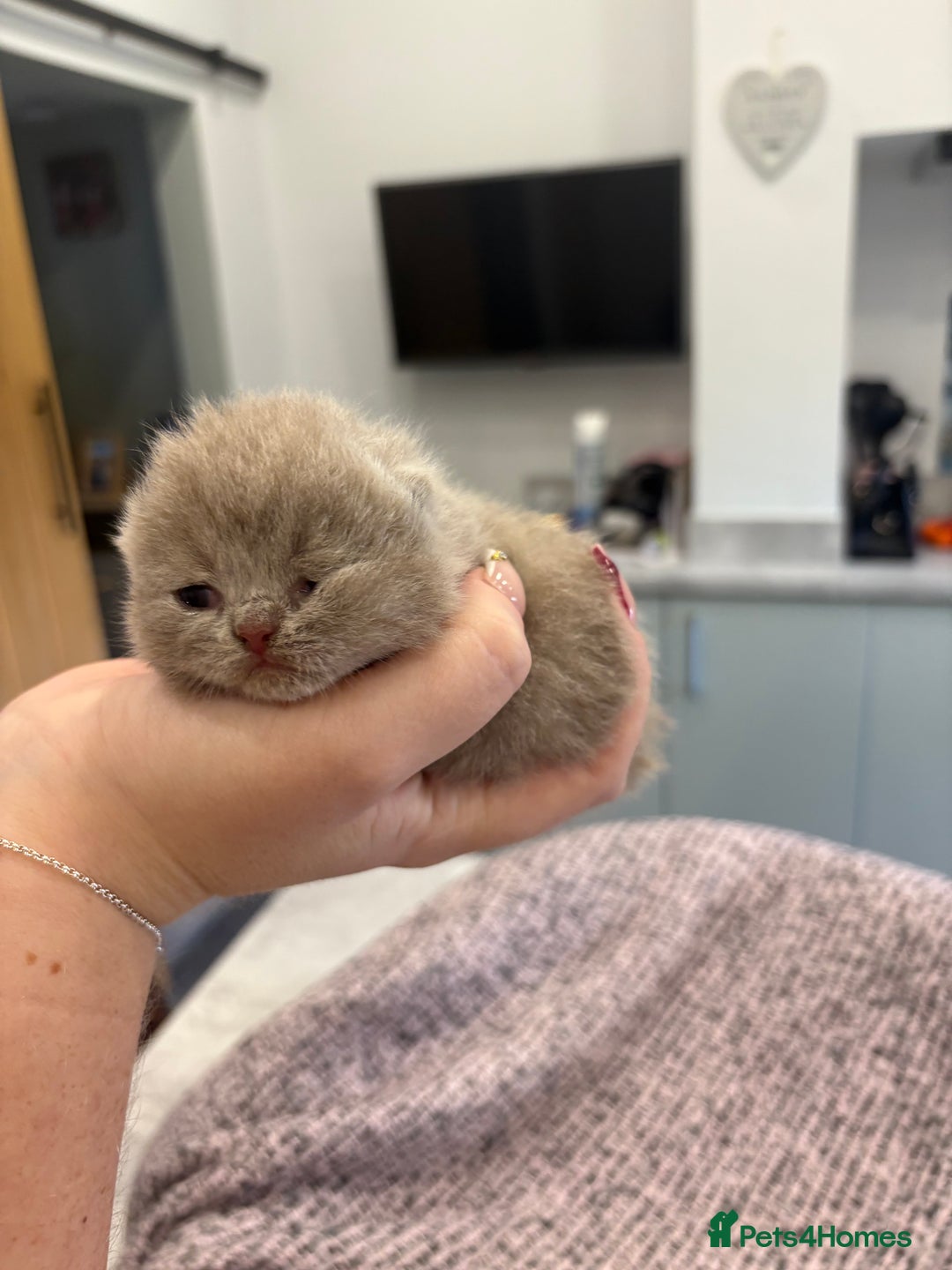 British Shorthair cats for sale: BSH kittens for sale from KC&Pedigree reg parents - Image 7