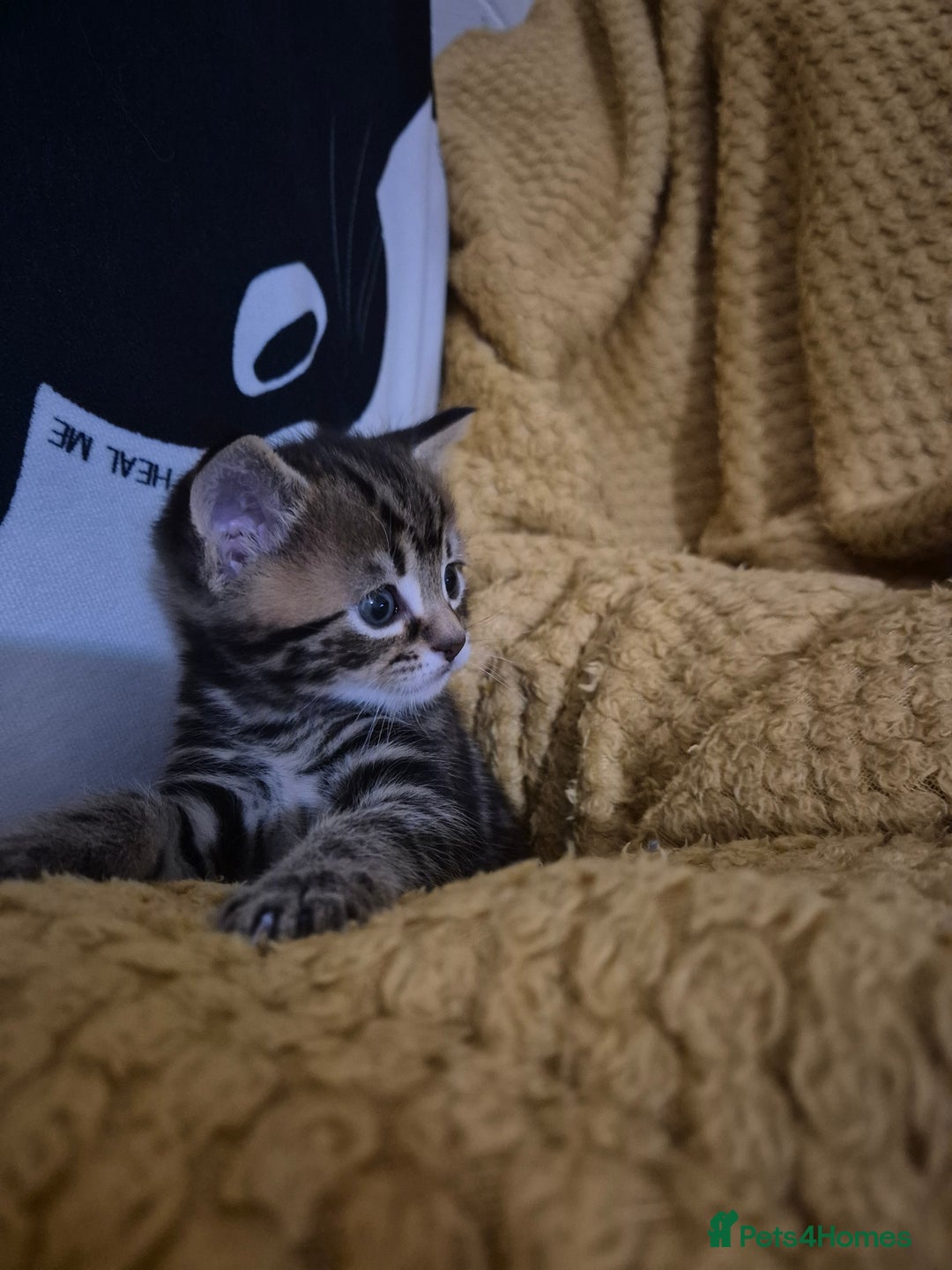 Maine Coon cats for sale: Maine coon x for sale - Advert 2