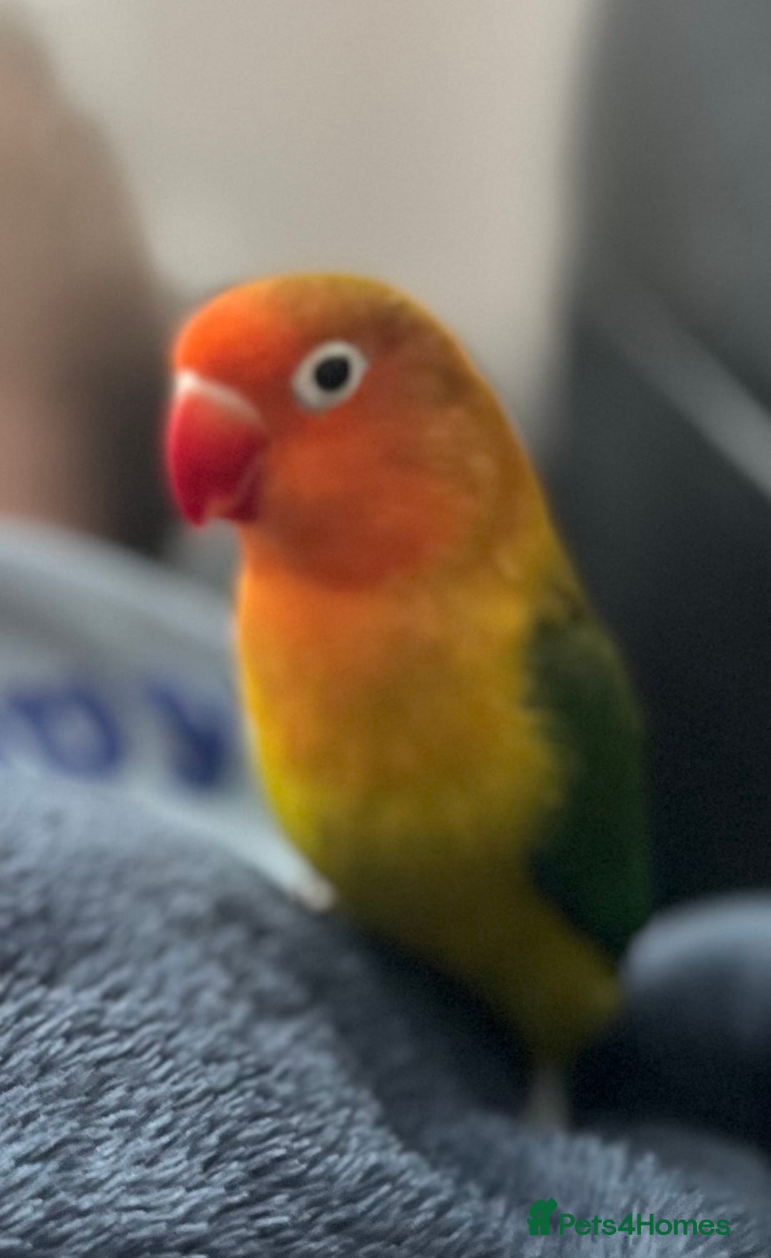 Lovebirds birds for sale: Hand reared love bird MALE  - Advert 1