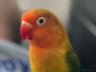 Lovebirds birds Hand reared love bird MALE - Advert 5