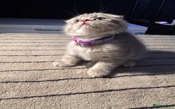 Scottish Fold cats for sale: ⭐️ Beautiful Scottish Folds ⭐️ - Image 18