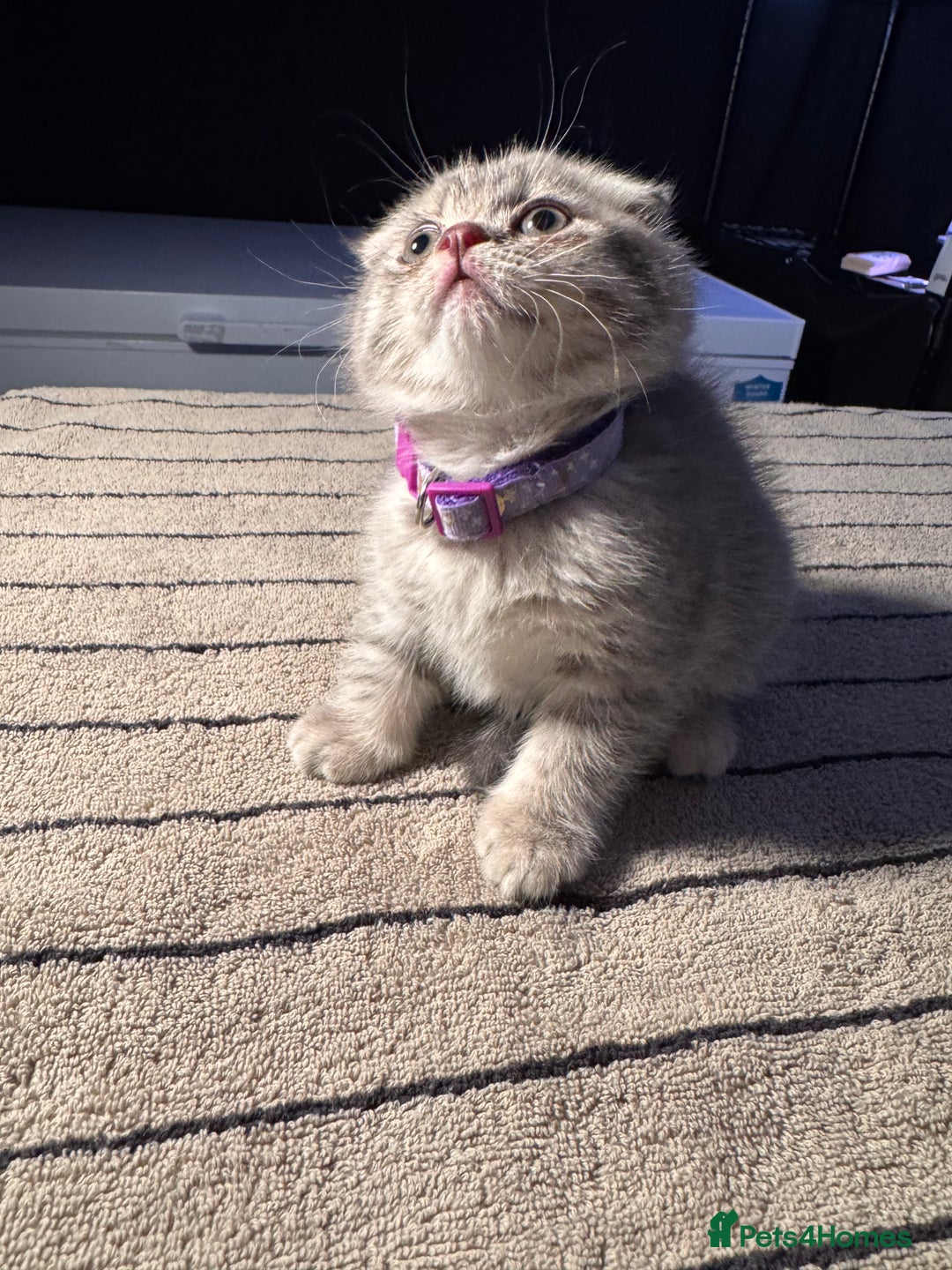 Scottish Fold cats for sale: ⭐️ Beautiful Scottish Folds ⭐️ - Image 18