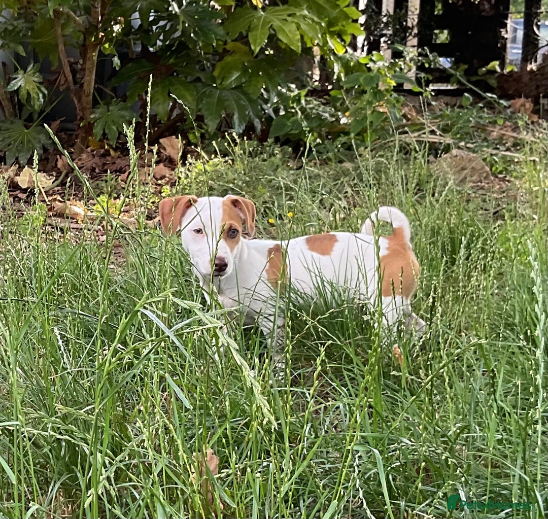 Jack Russell dogs for sale: NO MORE TIMEWASTERS in Huntingdon - Image 9