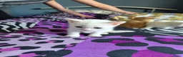 Mixed Breed cats for sale: Kittens  in Oswestry - Advert 1