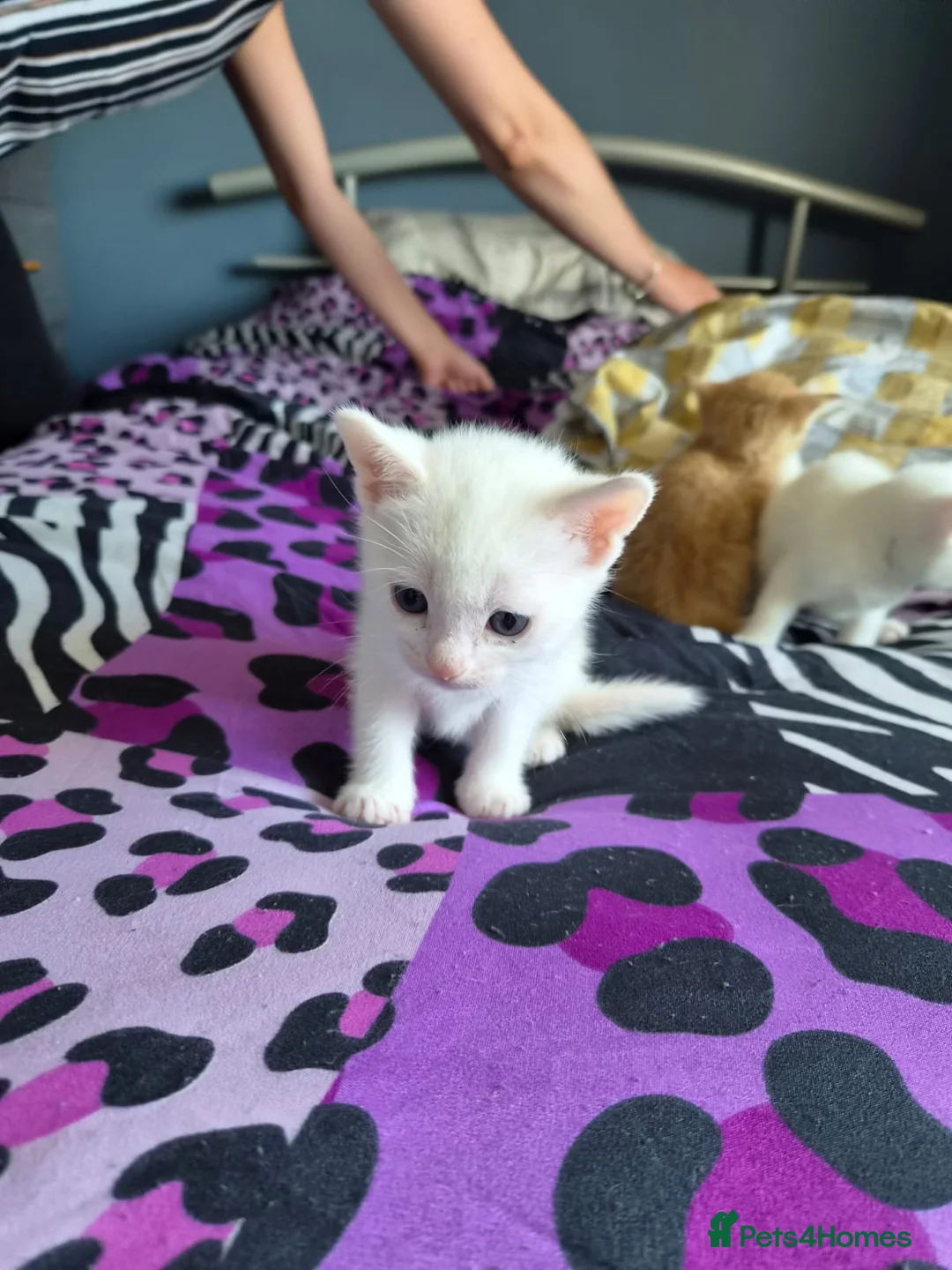 Mixed Breed cats for sale: Kittens  in Oswestry - Advert 1