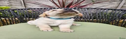 Labrador Retriever dogs for sale: Golden Labrador Puppies - Advert 8