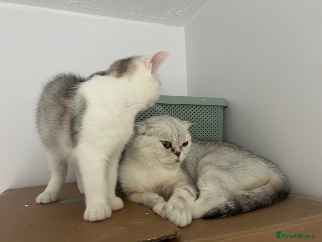 Scottish Fold cats for sale: Beautiful Scottish fold baby’s  in Reading - Image 33