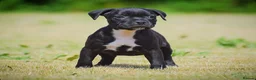 Staffordshire Bull Terrier dogs for sale: 24 years experience, 5⭐️rated licensed registered. - Advert 2