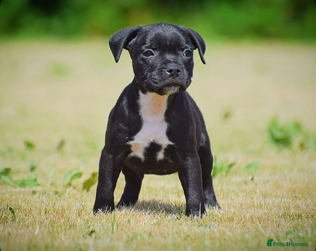 Staffordshire Bull Terrier dogs for sale: 24 years experience, 5⭐️rated licensed registered. - Advert 2
