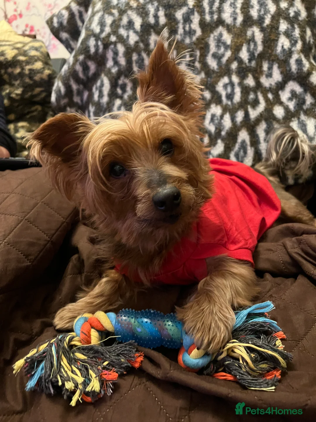 Yorkshire Terrier dogs for stud: Handsome Yorkie Buddy Available for Stud - Advert 8