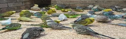 Budgerigars birds for sale: Budgies  - Advert 2