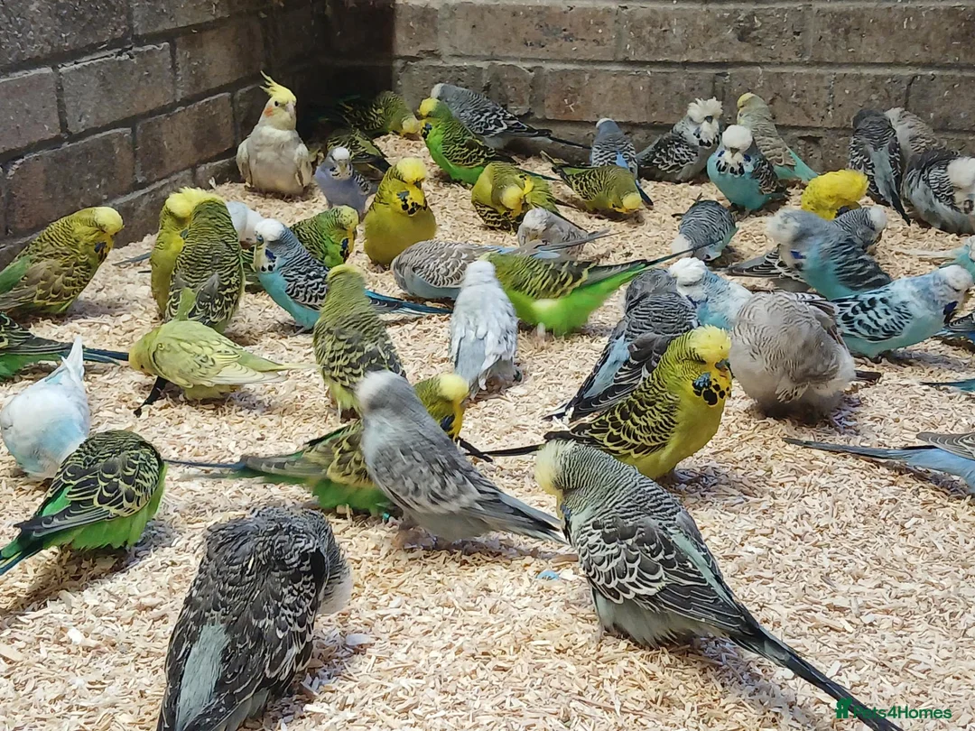 Budgerigars birds for sale: Budgies  - Advert 2