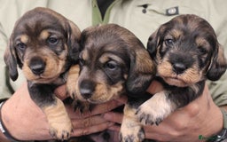 Dachshund dogs for sale: Wire Haired Dachshund Puppies - Image 22