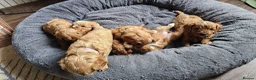 Cavapoo dogs for sale: Beautiful Litter of F1 Red Cavapoos Health Tested - Advert 12