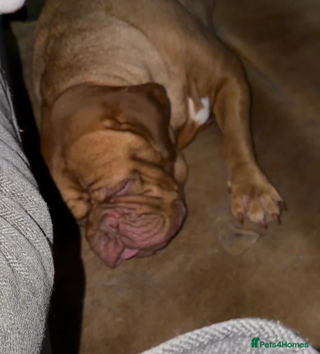 Dogue De Bordeaux dogs for sale: Dogue de Bordeaux girl 2.5 years old  - Advert 4