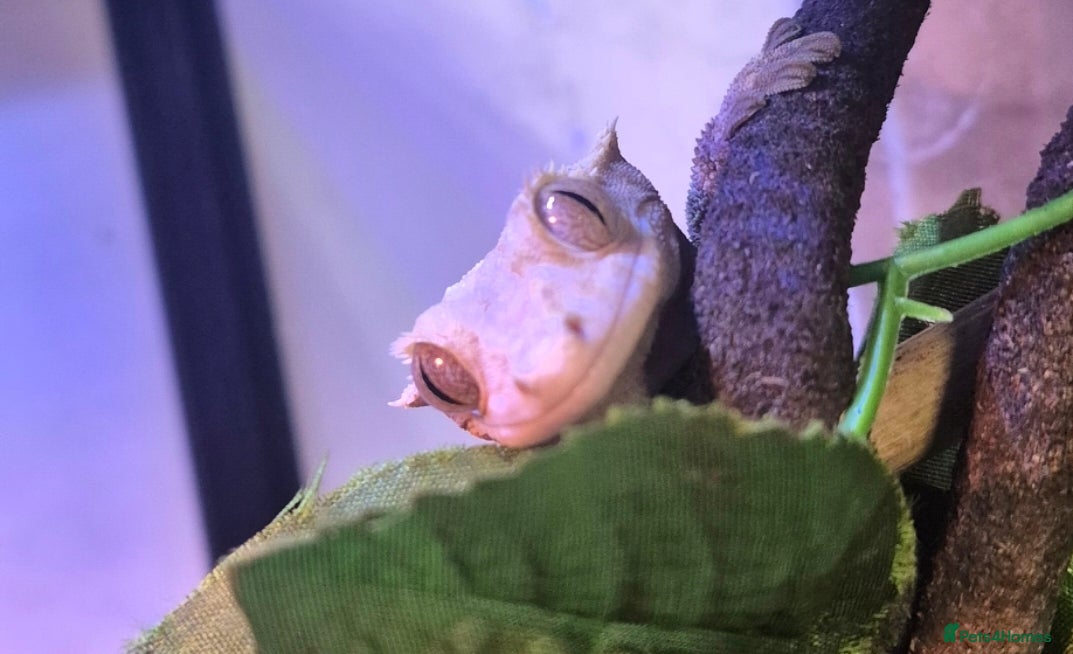 Gecko reptiles Beautiful Female Crested Gecko with full set up 🌿 - Advert 1