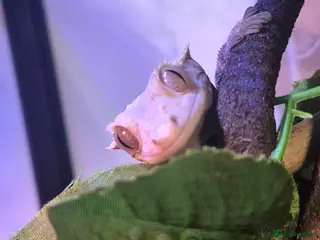 Gecko reptiles Beautiful Female Crested Gecko with full set up 🌿 - Advert 1