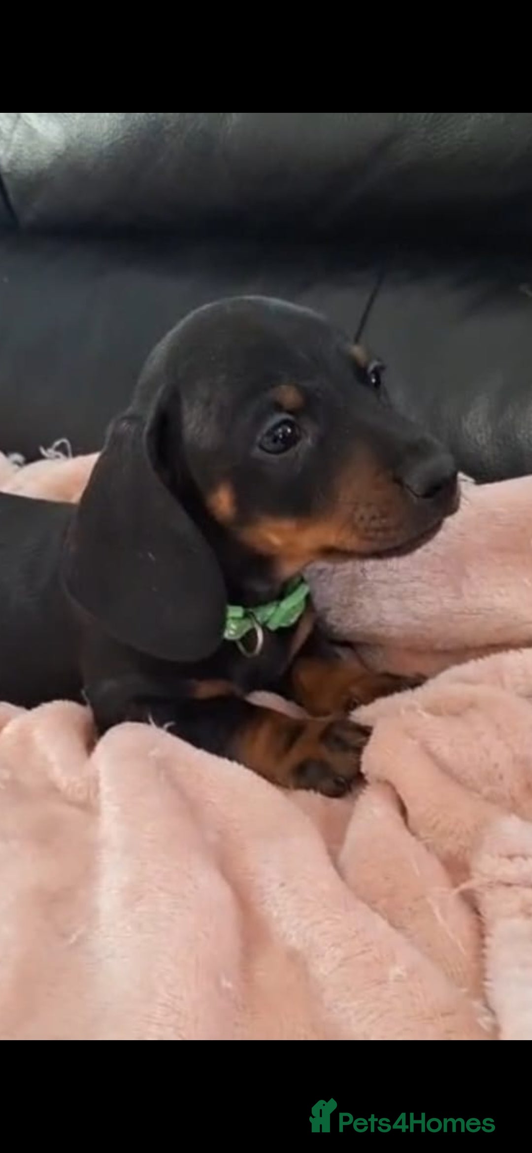 Dachshund dogs Dachshund ready now  - Advert 1