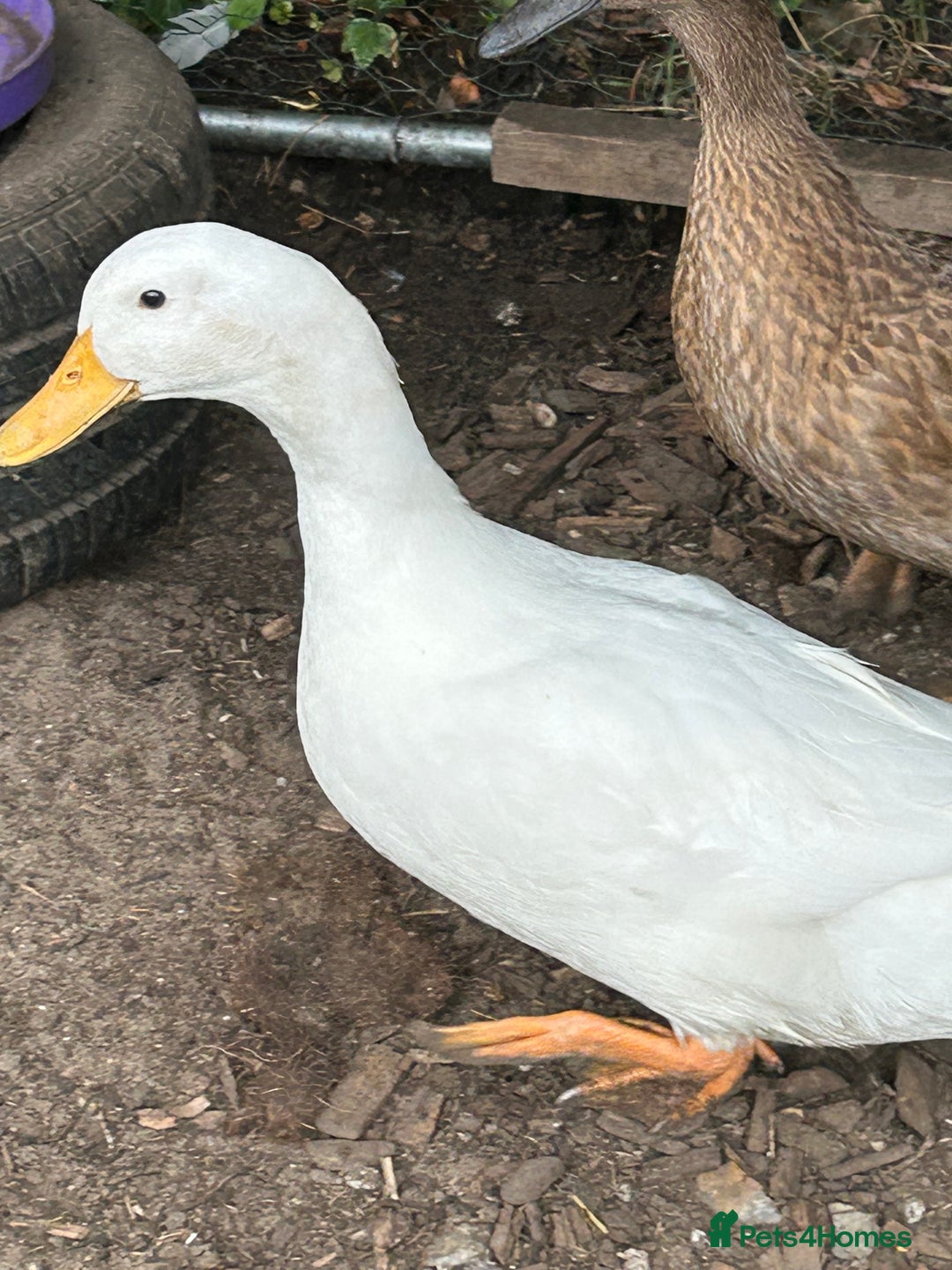 Ducks poultry for sale: 2 duck for sale  - Image 8
