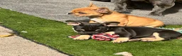 French Bulldog dogs for sale: French bulldog for sale  in Coventry - Advert 4