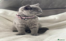 British Shorthair cats for sale: Beautiful  bsh gccf girl (champion breed lines) in Swanley - Image 12