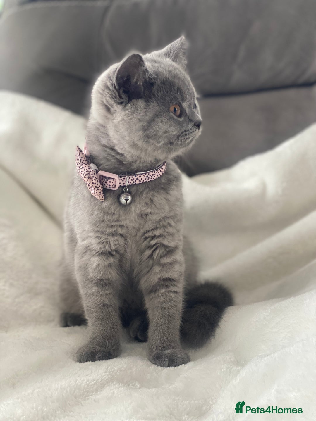 British Shorthair cats for sale: Beautiful  bsh gccf girl (champion breed lines) in Swanley - Image 12