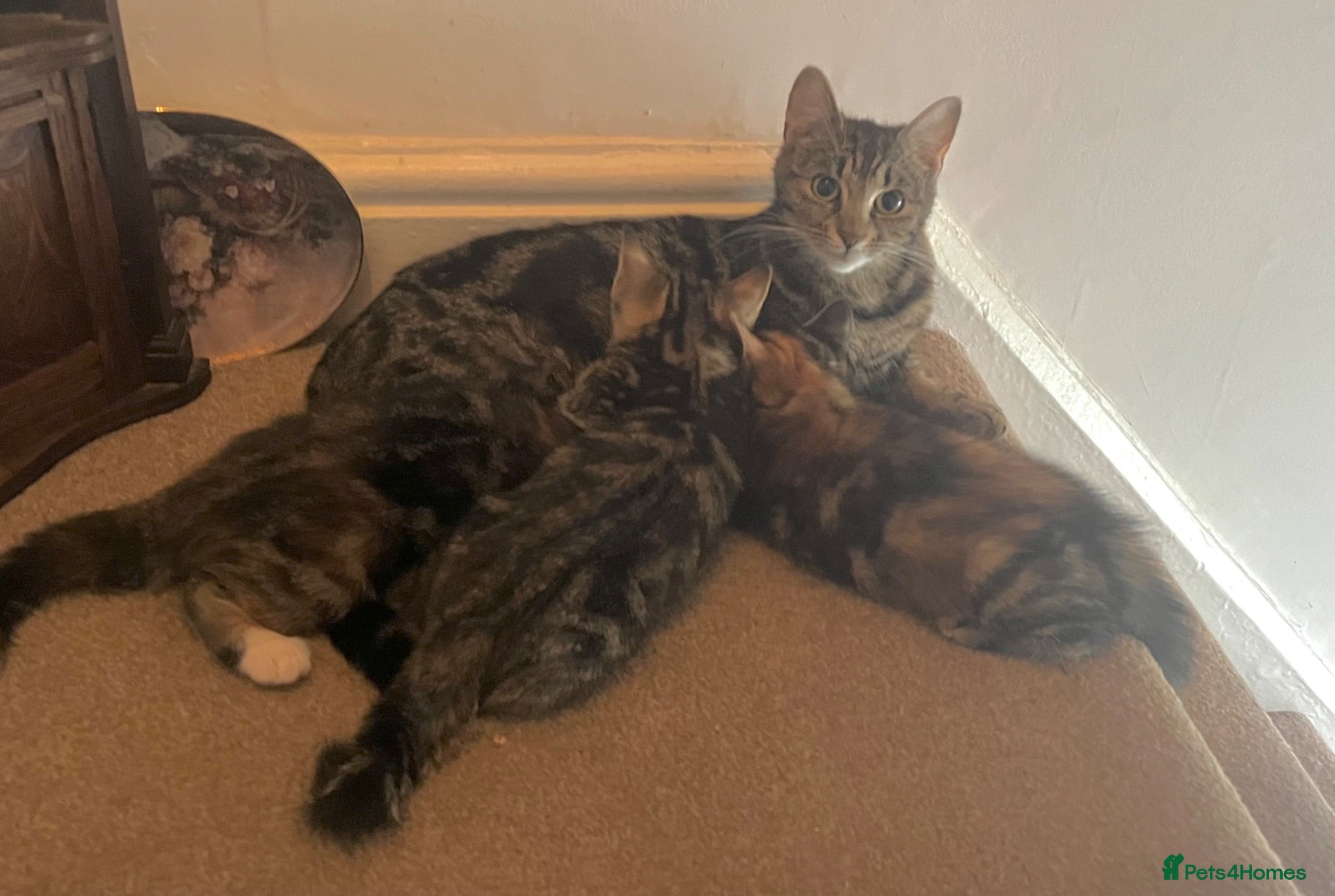 Mixed Breed cats Very Rare Tabby/ tortoiseshell kittens chimera? - Advert 6