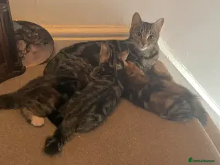 Mixed Breed cats Very Rare Tabby/ tortoiseshell kittens chimera? - Advert 6