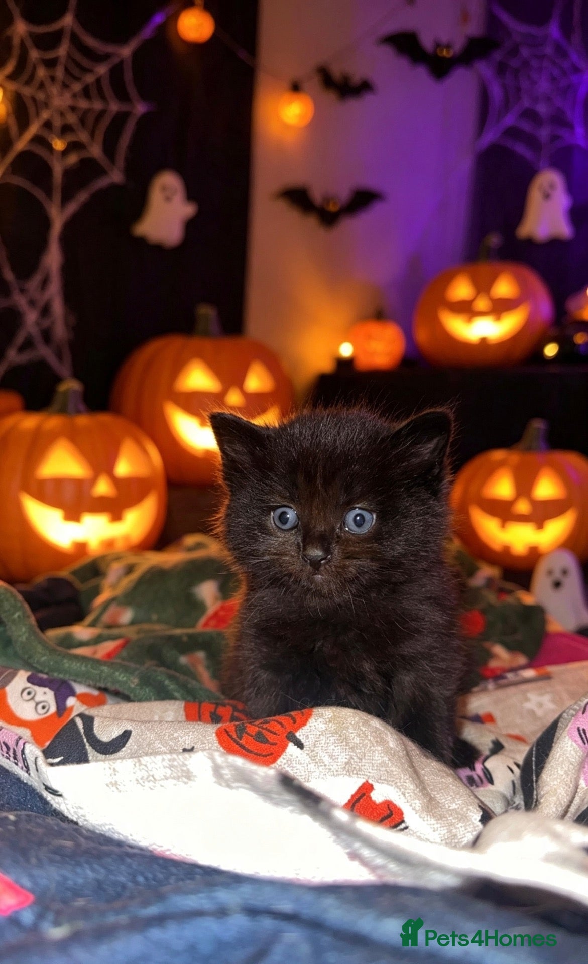 Mixed Breed cats Kittens Ghost Tabby’s. 1 Left - Advert 5