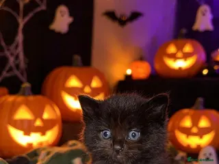 Mixed Breed cats Kittens Ghost Tabby’s. 1 Left - Advert 5