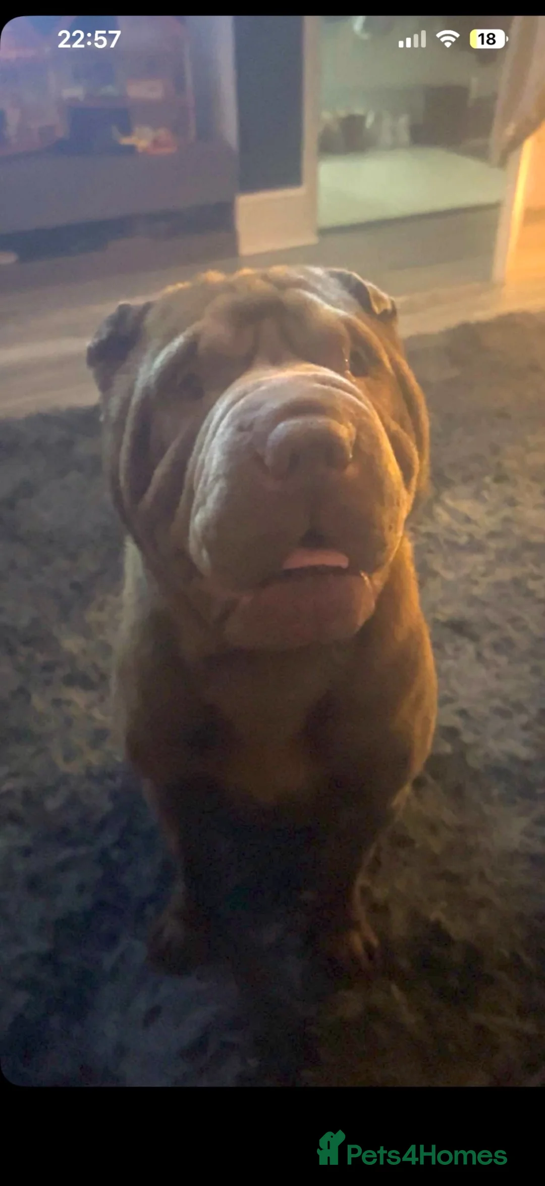 Shar Pei dogs for sale: Male Shar pei in Skelmersdale - Advert 3