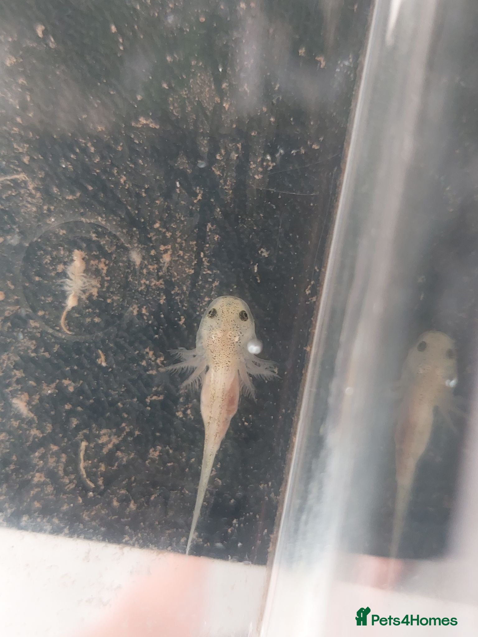 Axolotl reptiles Pink axolotls ready in a couple of weeks - Advert 3