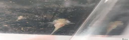 Axolotl reptiles for sale: Pink axolotls ready in a couple of weeks - Advert 1