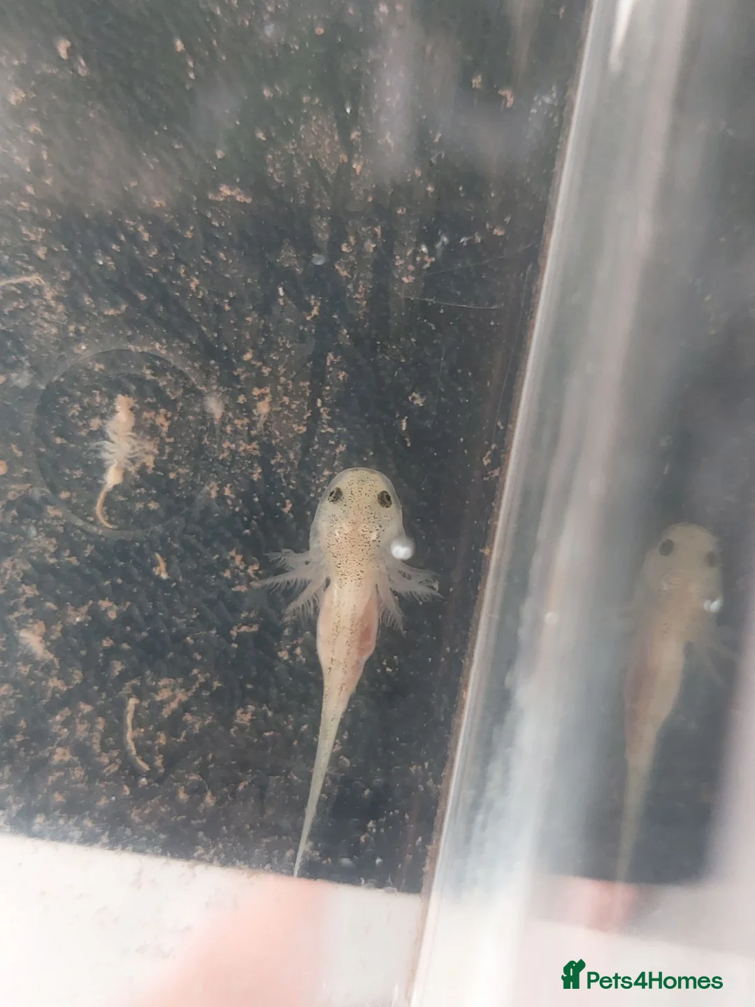 Axolotl reptiles for sale: Pink axolotls ready in a couple of weeks - Advert 1