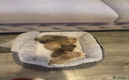 Chihuahua dogs for sale: The smallest girl is still available 🏡 last pup - Image 3