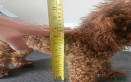 Toy Poodle dogs for sale: Beautiful Asian Poodle Female *DNA CLEAR* - Image 3