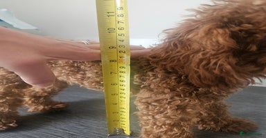 Toy Poodle dogs - Advert 7