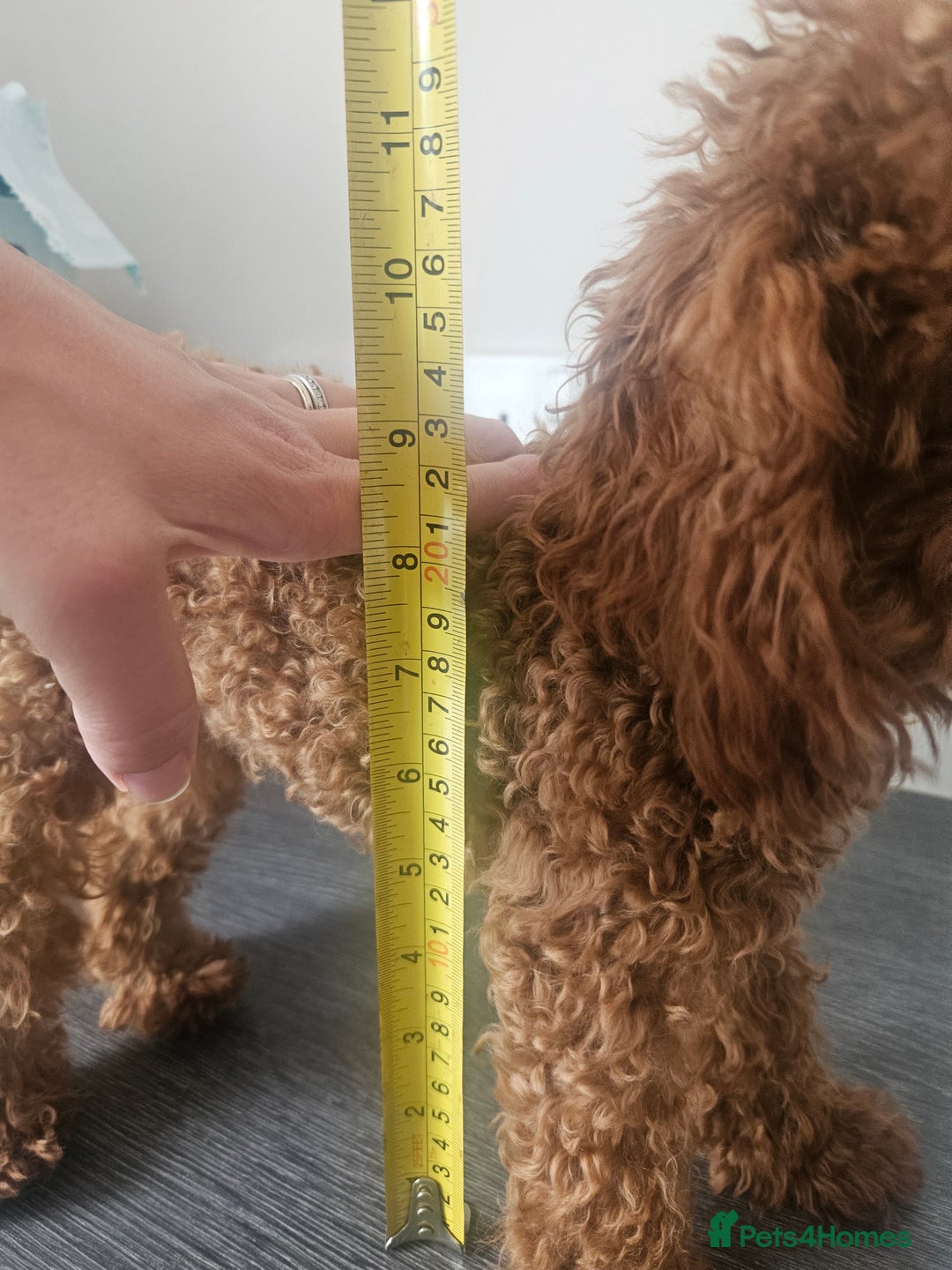 Toy Poodle dogs for sale: Beautiful Asian Poodle Female *DNA CLEAR* - Image 3